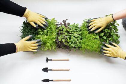 Fresh And Healthy Choices: Do Sprouts Take EBT For Single Mothers?